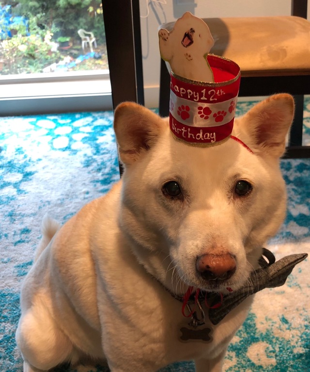 Kuma in his birthday hat
